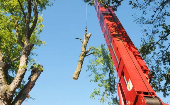 Louisville Tree Service