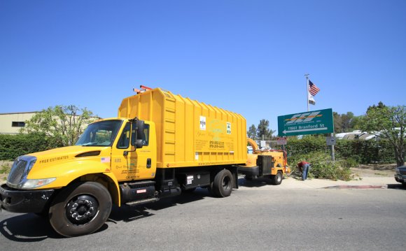 Local Tree Removal Service