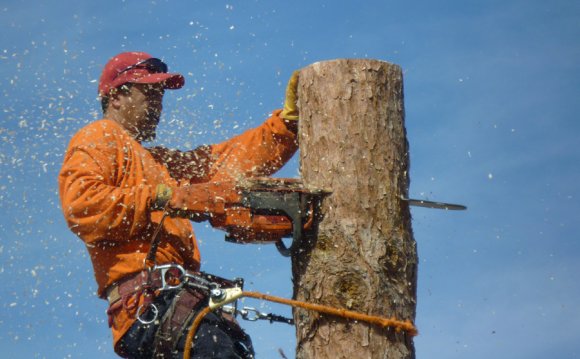 Tree Service, Removal