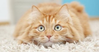 An orange cat laying on carpet
