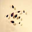 Bed Bugs Petri Dish