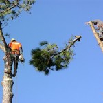 emergency tree removal marietta ga image