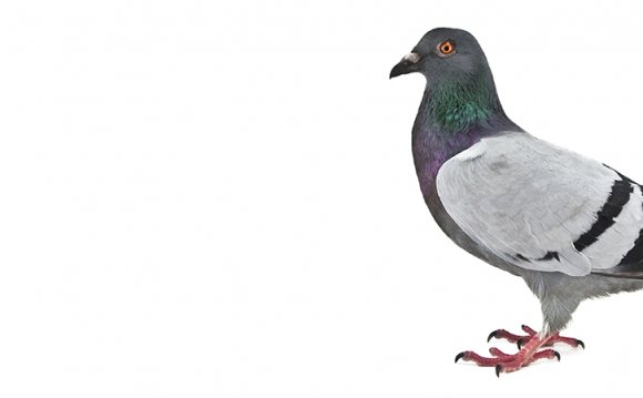 Pigeon Removal Services