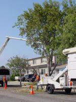 Photo of Tree Trimming Crew