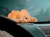 Car rust Removal Services