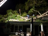 Local Tree Stump Removal Service