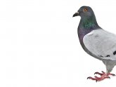 Pigeon Removal Services