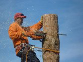 Tree Service, Removal