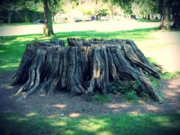 tree stump