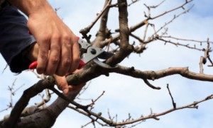 Tree Trimming Costs