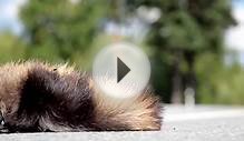 135 Cars passed by dead animal Raccoon dog body swamred by