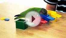 Kili Senegal Parrot - Colored Boxes Trick