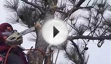 Marietta Tree Service® | Tree Removal -Tree Trimming (770