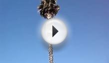 Palm Tree Removal San Diego, Tree Removal Services