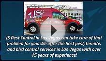 Pigeon Removal Las Vegas | JS Pest Control