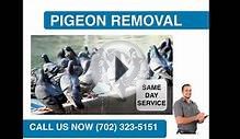 Pigeon Removal Summerlin, NV | 702 323 5151