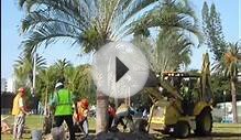 Tree Removal Service Omaha, NE | (402) 262-6961 | Low cost