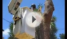 Tree Removal Service Vista, CA | (760) 206-3092 | Low cost