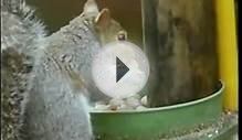 U.S. Wildlife Removal Service- Can you deter a squirrel?