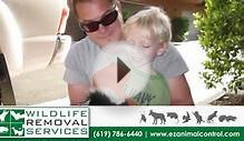 Wildlife Removal Services | Pest Control in San Diego