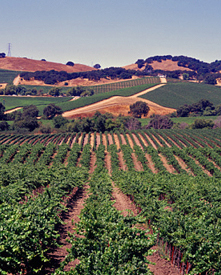Wine Country Photo